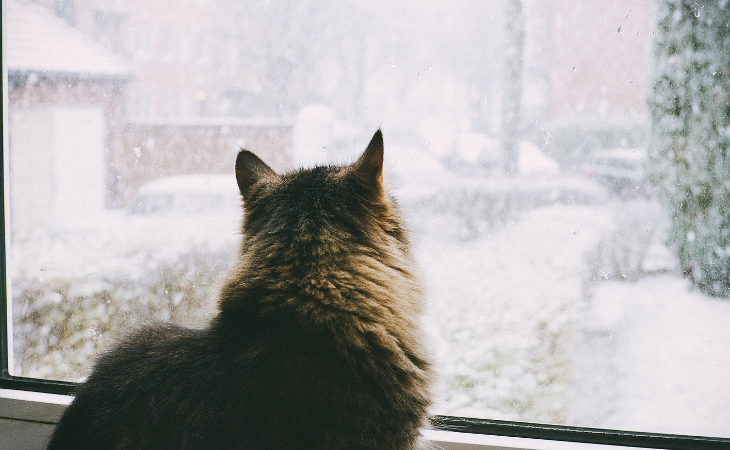 chat regardant par la fenetre en hiver