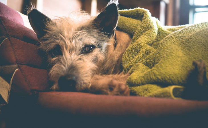 chien allongé sous une couverture