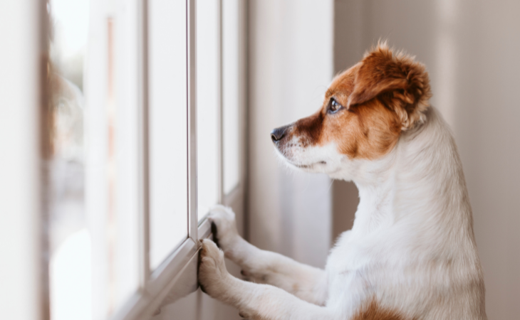 chien derrière une fenêtre