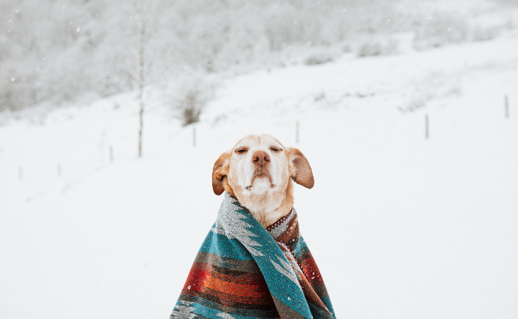 chien dans une couverture