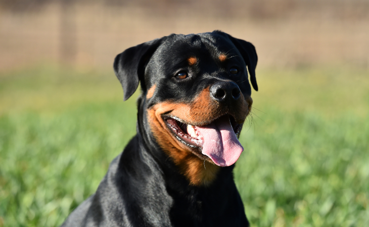 Chien de race Rottweiler dans un champs