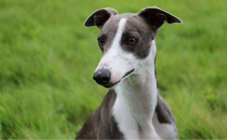 Portrait d'un chien de race Whippet