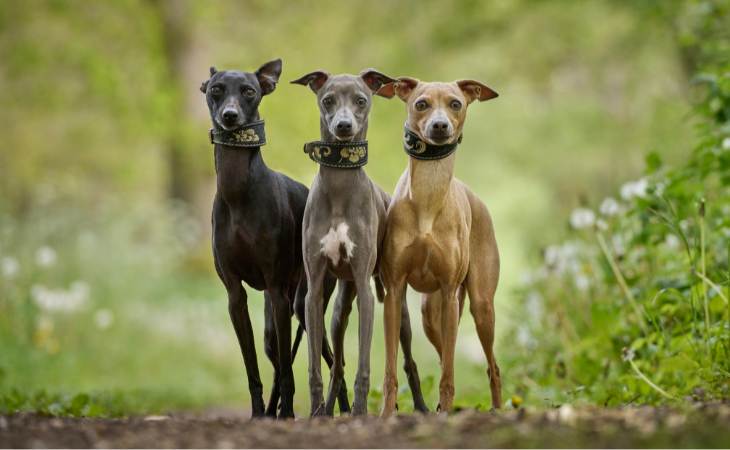 Trois chiens Whippets de différentes robes.