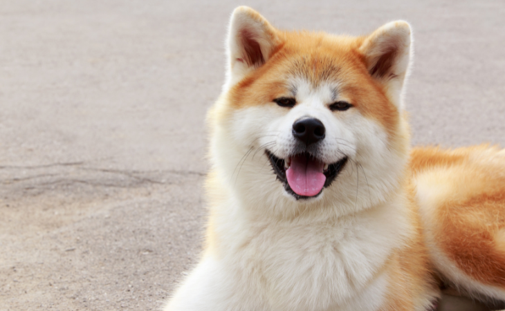 Portrait d'un chien de race Akita Inu.