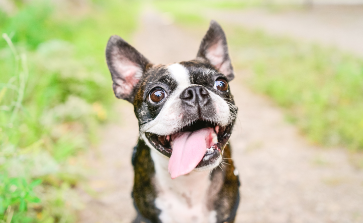 Chien Terrier de Boston tirant la langue.